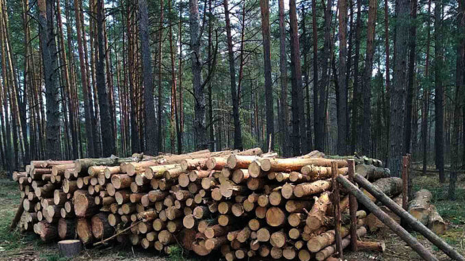 ДП Чернігівський лісгосп жрова