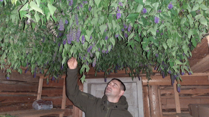 Заготівля трав