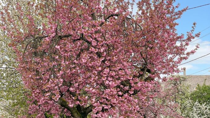 sakura1