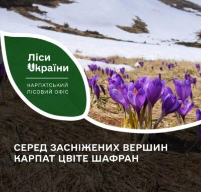 шафран