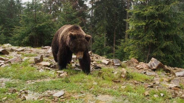 ведмідь