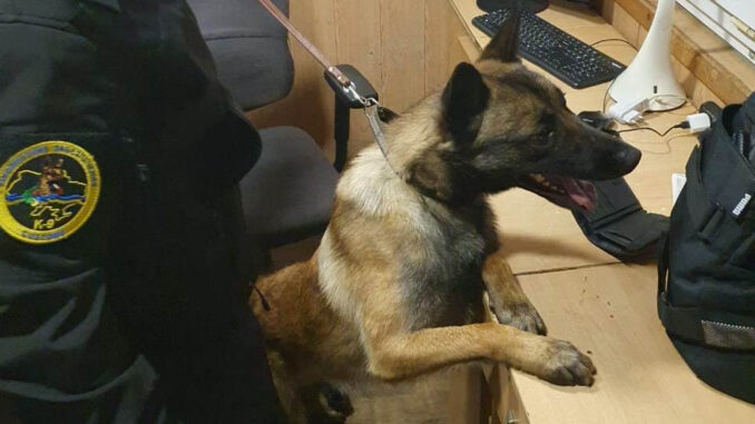 собака