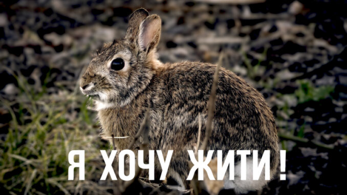 заєць