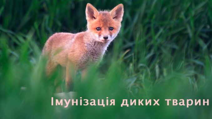 Імунізація