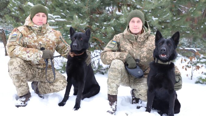Службові вівчарки