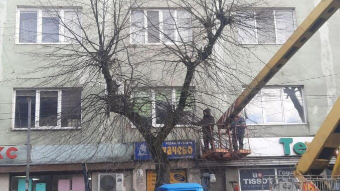 дерева