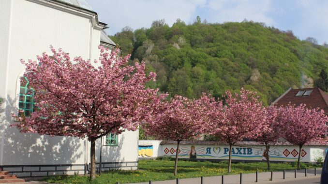 сакури