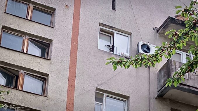 Коти
