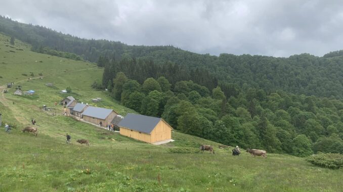 полонина